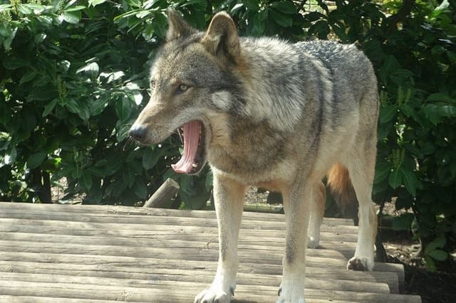 Loup eurasien