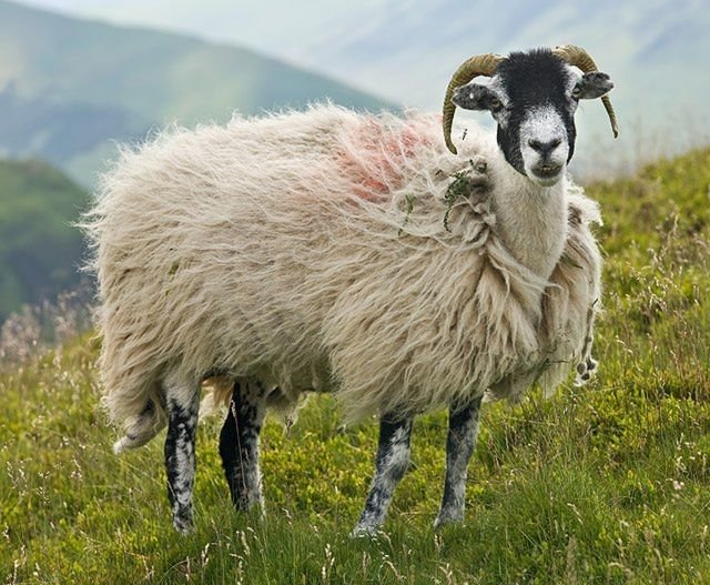 moutons dans les champs