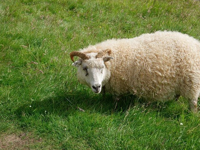 moutons sur l'herbe