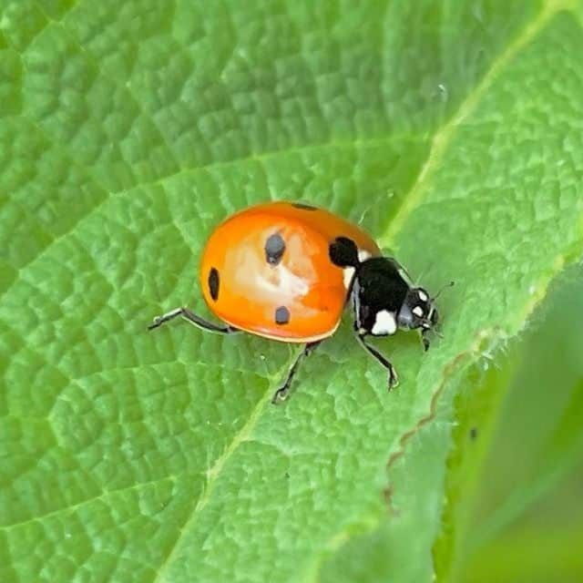 Coccinelle