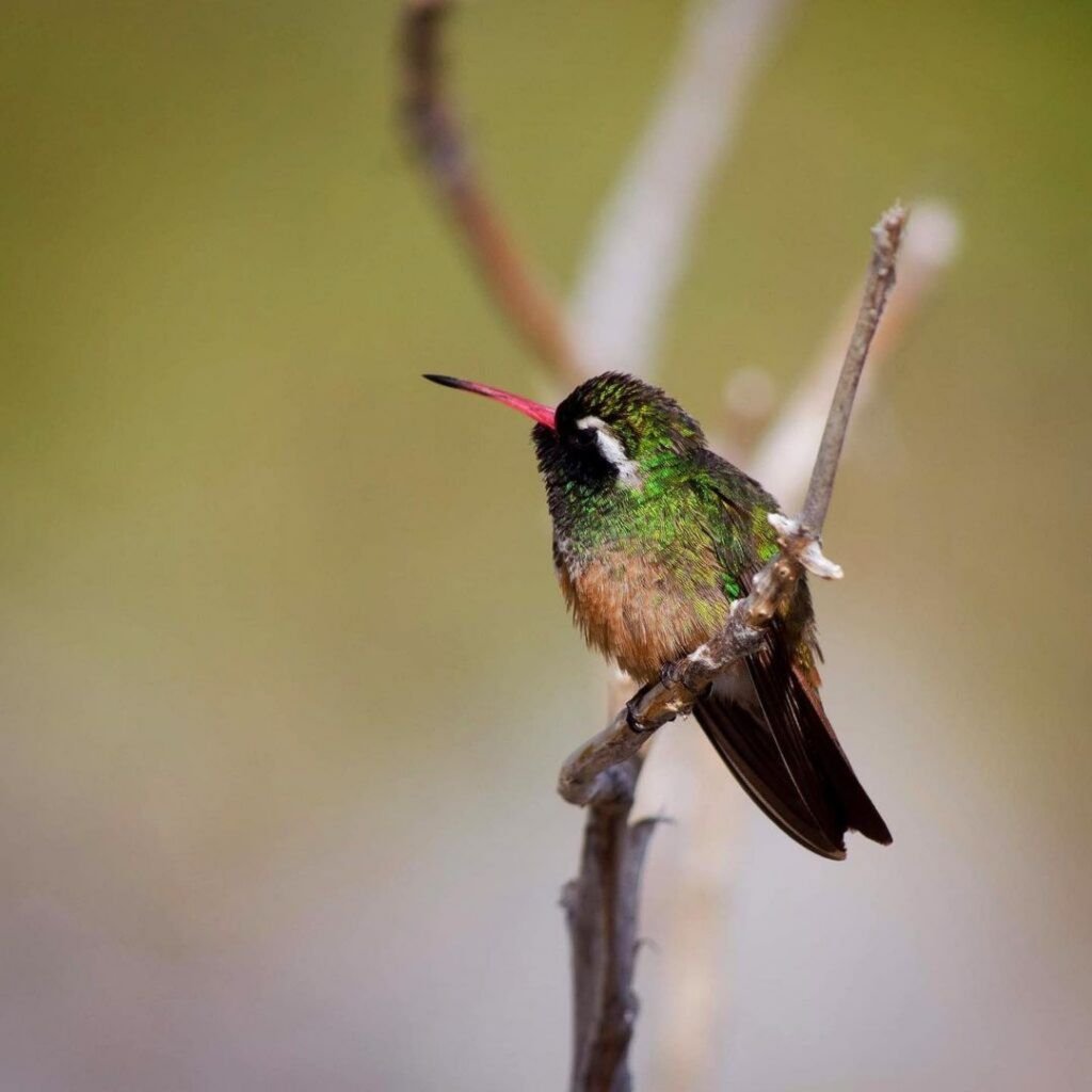 Colibri Xantu