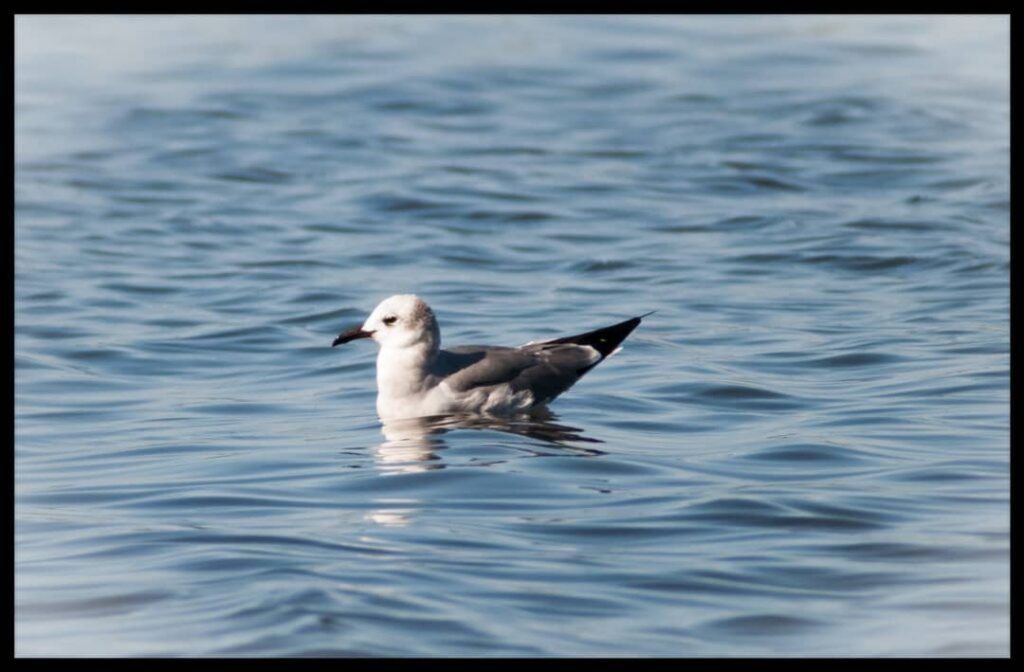 Xème Mouette