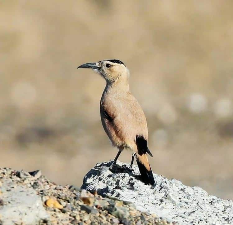 Geai terrestre du Xinjiang