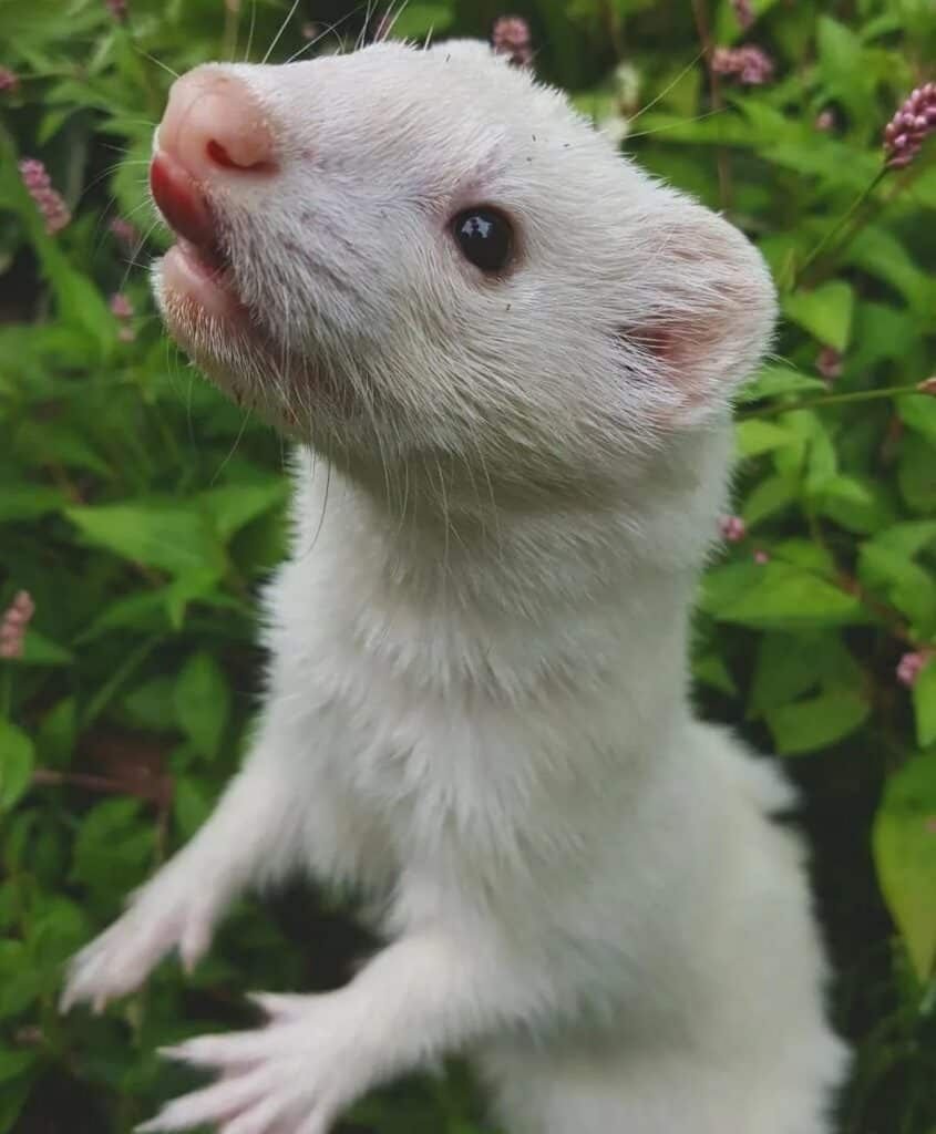 Furet blanc