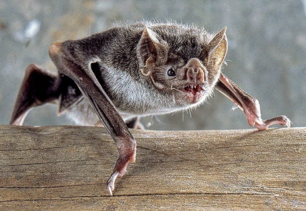 Chauves-souris vampire