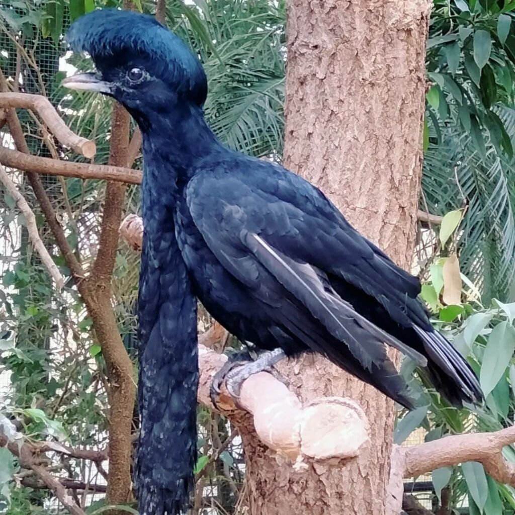 Oiseau parapluie