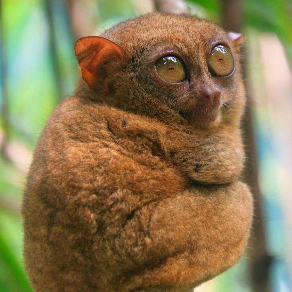 Tarsiers