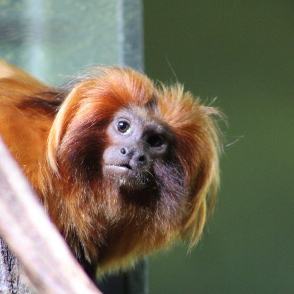 Tamarin lion doré