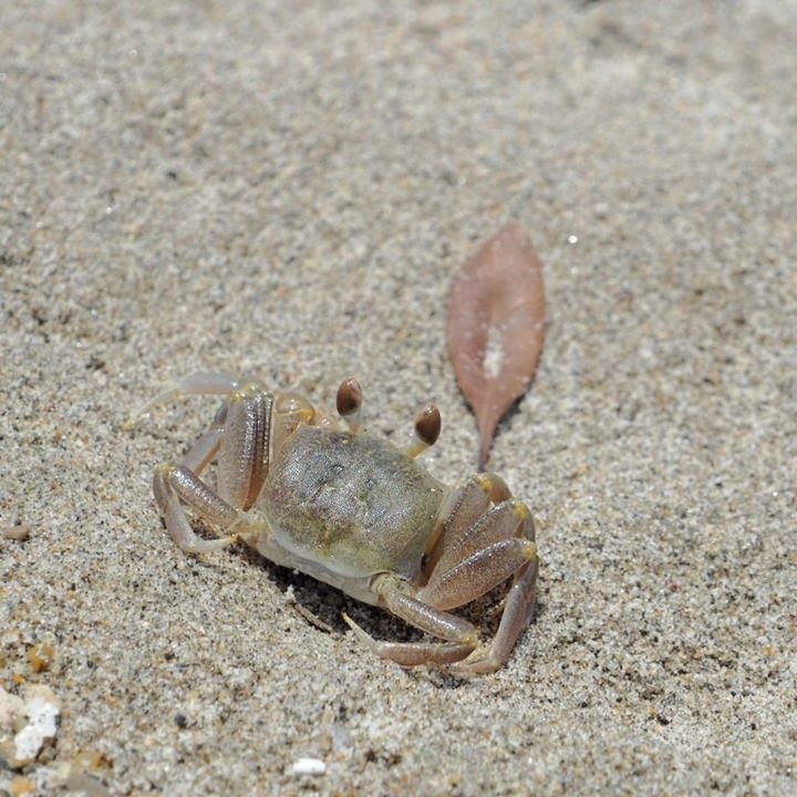 Crabe fantôme