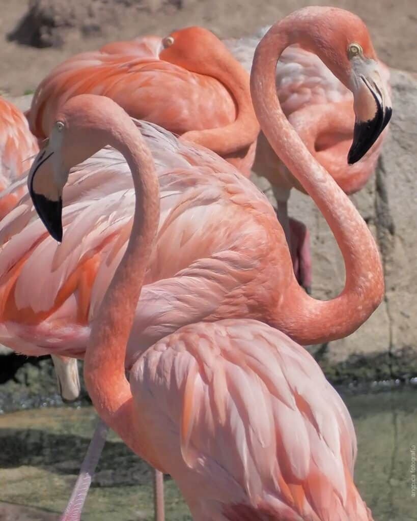 Flamants roses