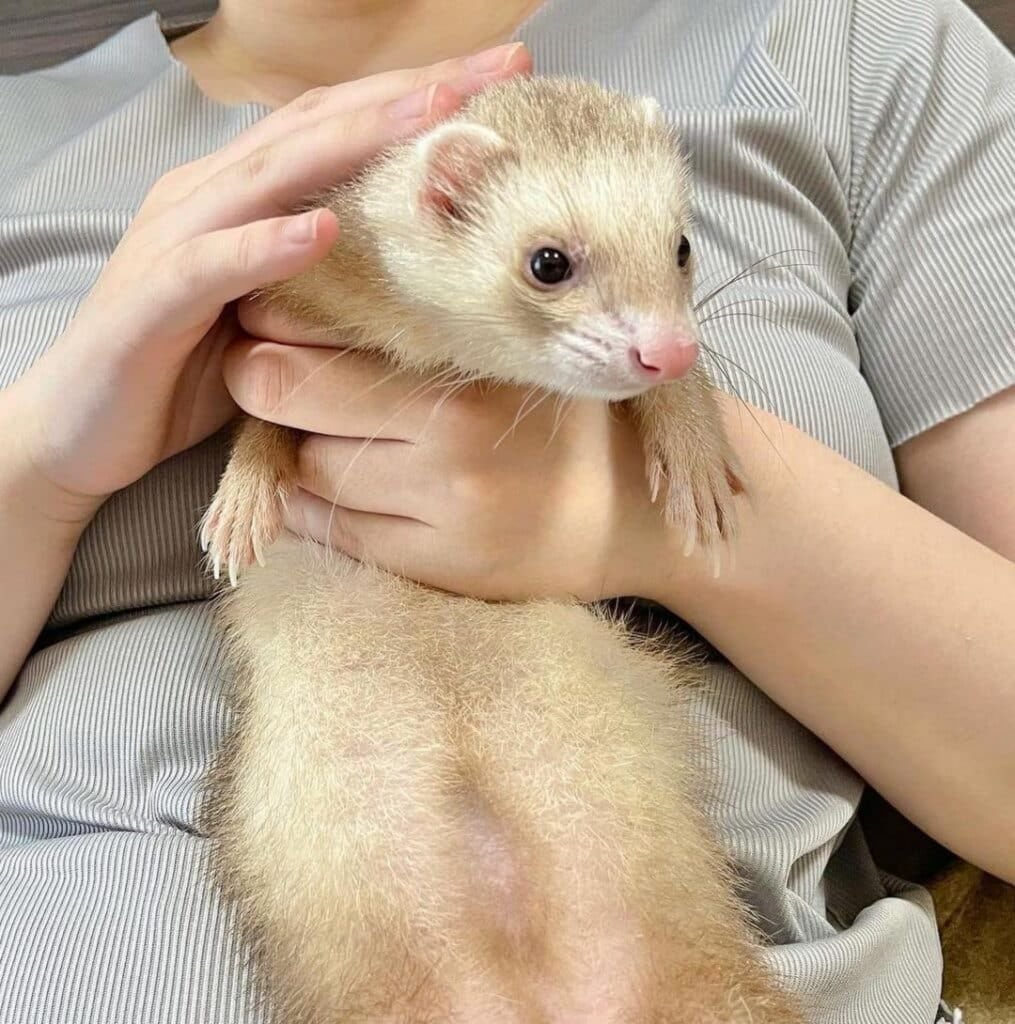 Furet