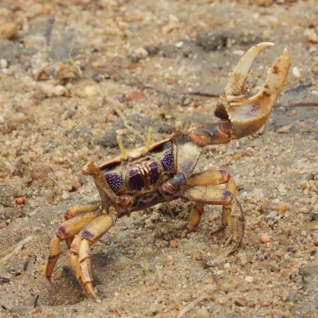 Crabe violoniste