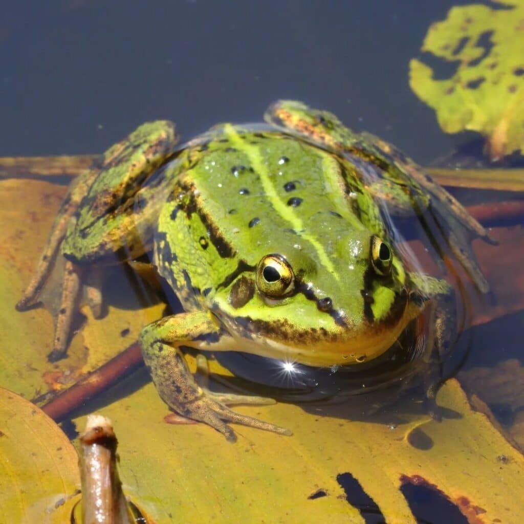 Grenouille comestible