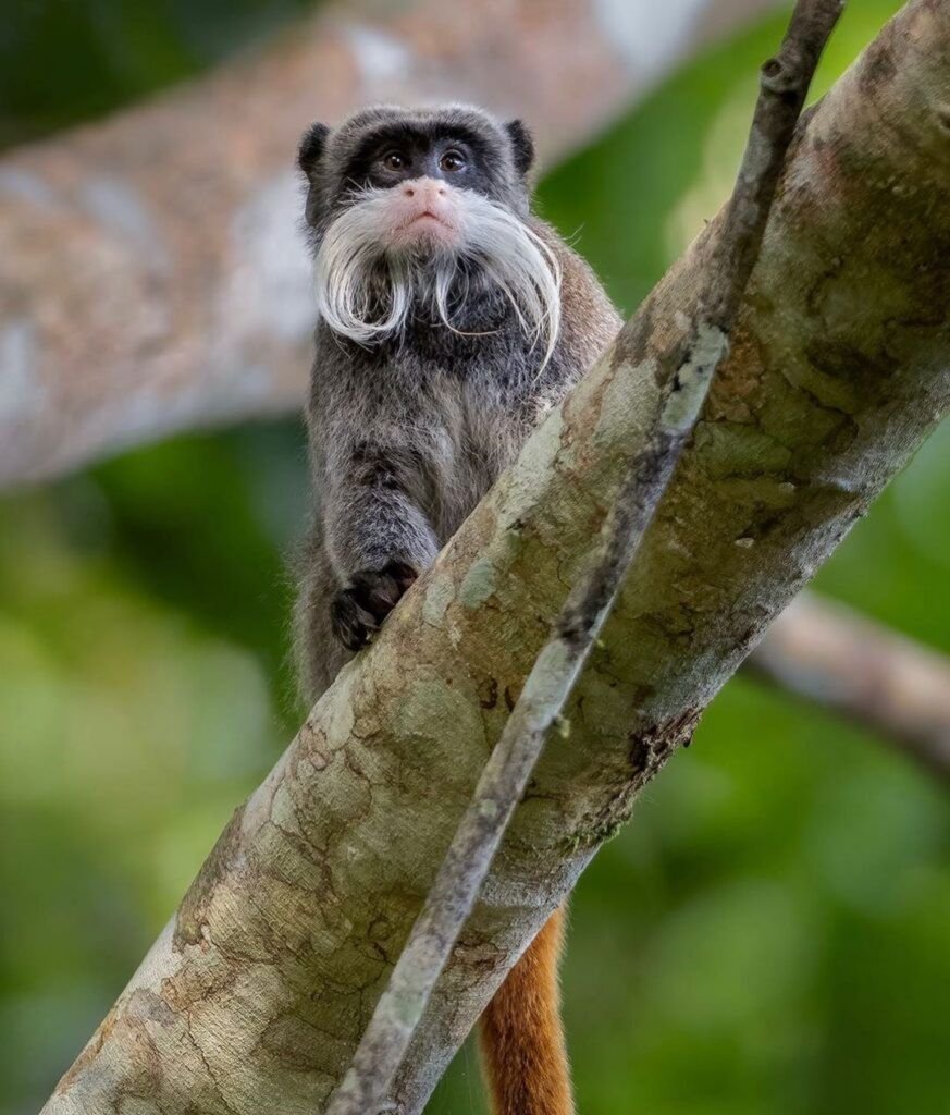 Tamarin Empereur