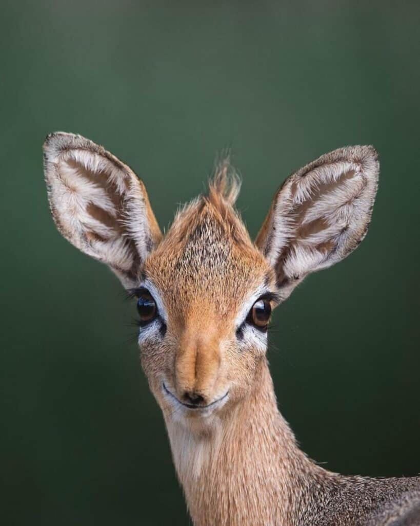 Dik-Dik