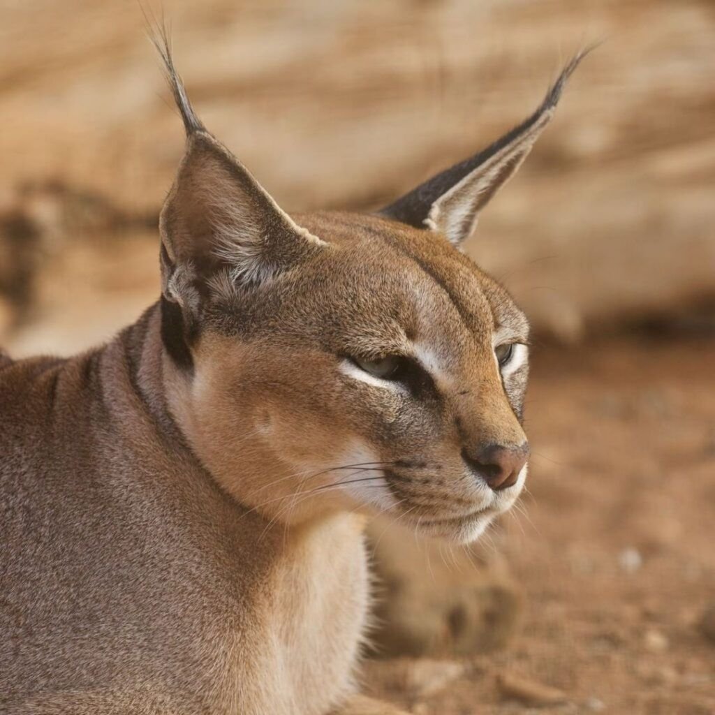 Caracal