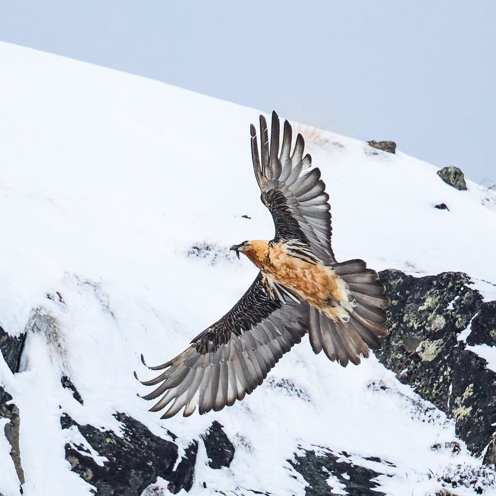 Vautour barbu