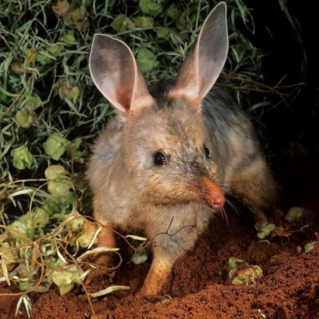 Bilby