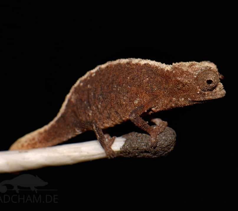 Brookesia Micra