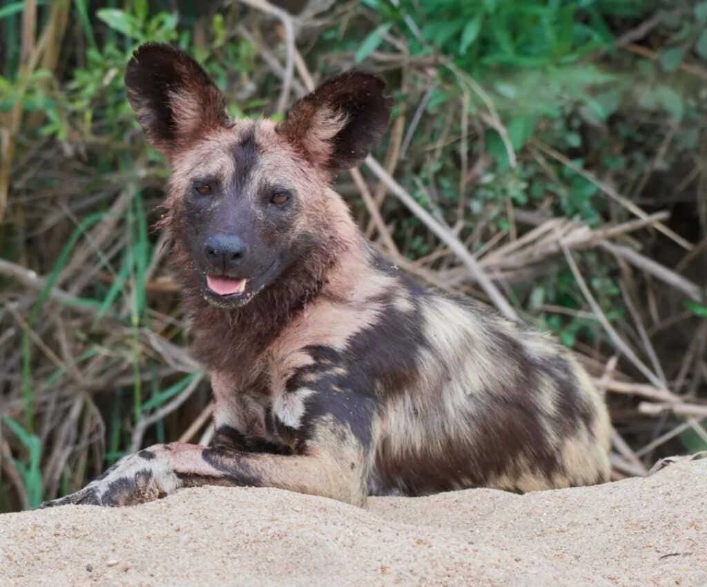 Chien sauvage d'Afrique