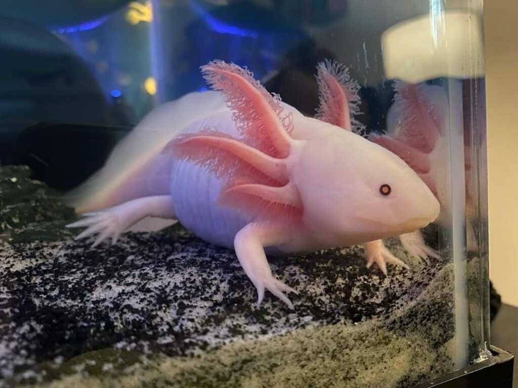 Axolotl