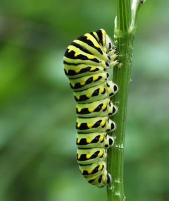 Chenille du papillon machaon noir