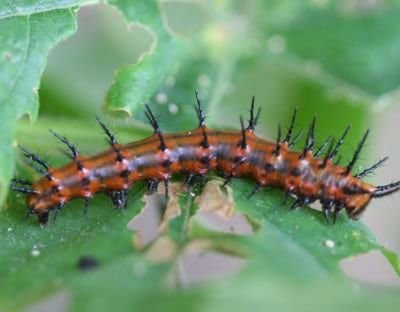 Chenille du papillon fritillaire