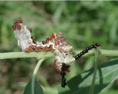 Chenille du papillon à points rouges