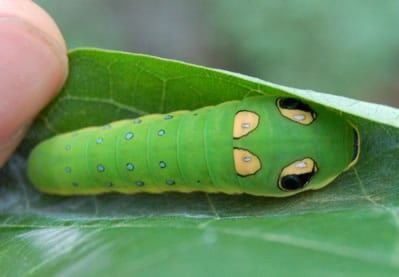 Chenille du machaon Spicebush