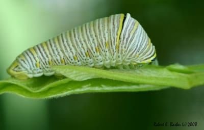 Chenille de papillon machaon zèbre