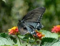 Papillon machaon noir perché.  Le papillon se prélasse pour se réchauffer.