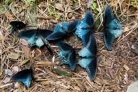 Répartissez les papillons dans les flaques d'eau pour obtenir du sel