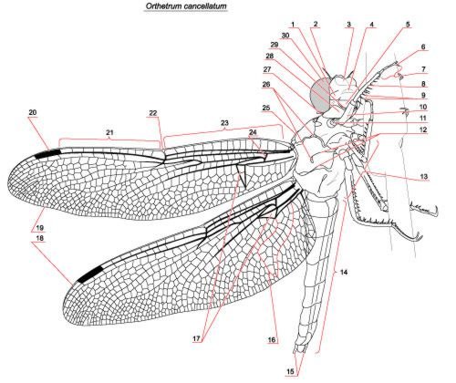 Anatomie de la libellule