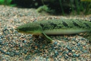 Bichir exclu