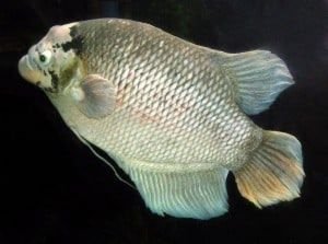 Gourami géant