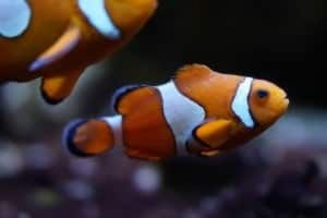 Poisson clown