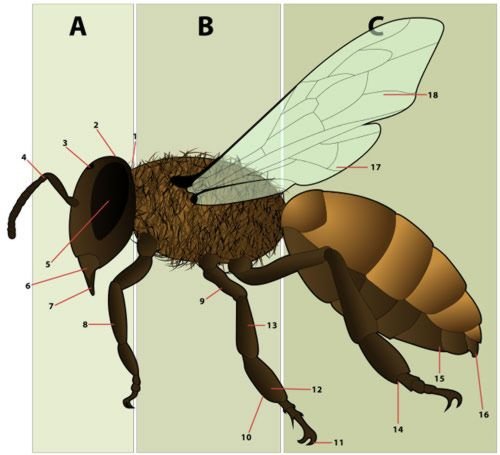 Morphologie de l'abeille femelle