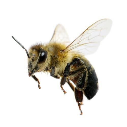 La différence entre les abeilles et les guêpes