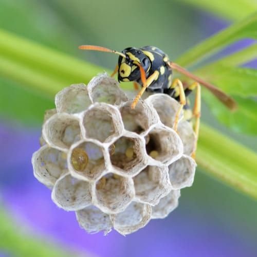 La différence entre les abeilles et les guêpes