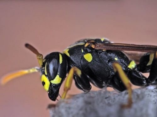 La différence entre les abeilles et les guêpes