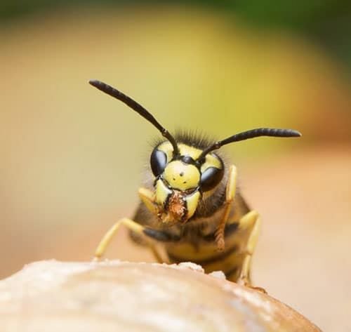 La différence entre les abeilles et les guêpes