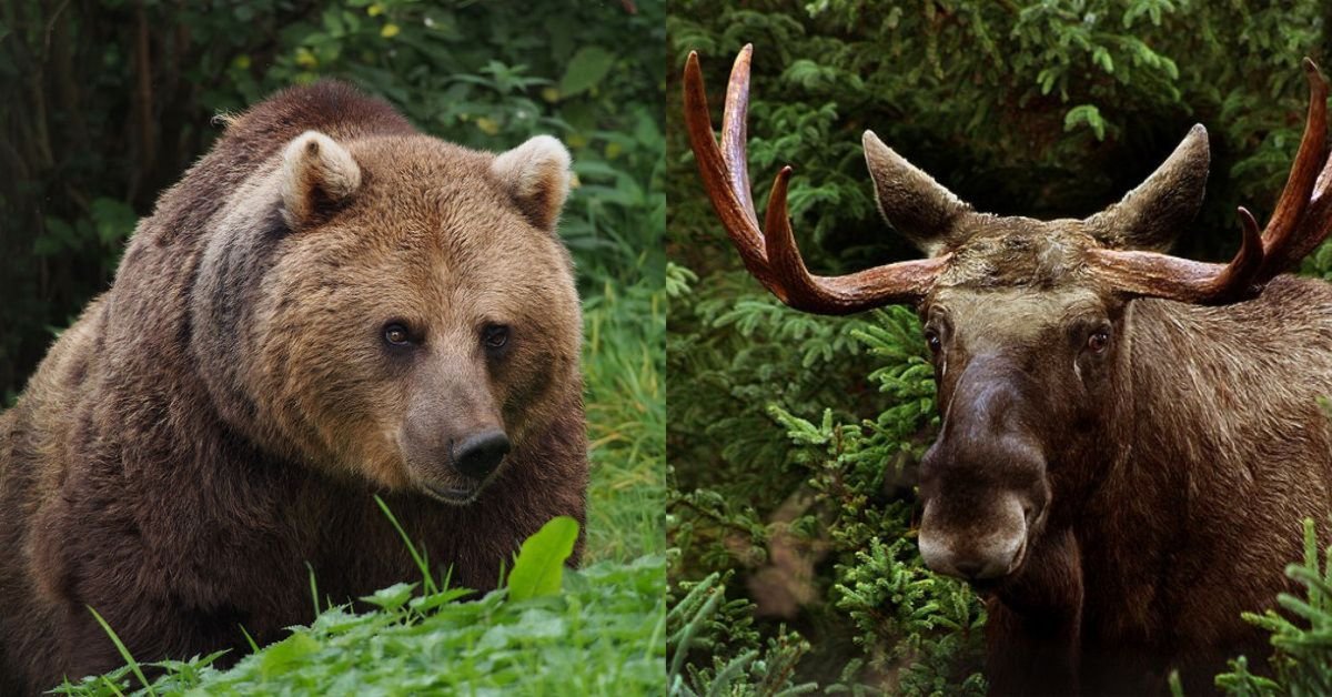 5 animaux dangereux au Canada : un guide des créatures les plus meurtrières