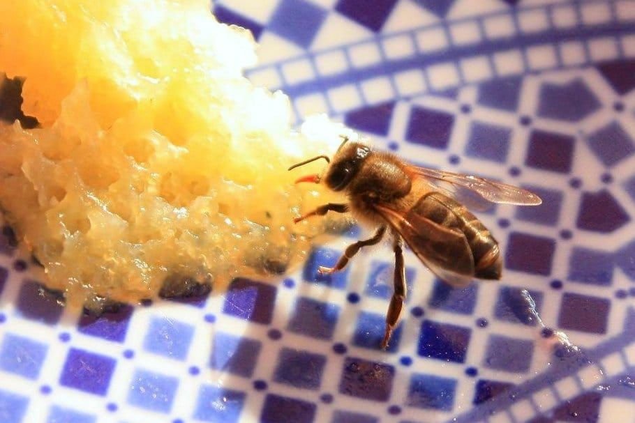 À propos des abeilles tueuses