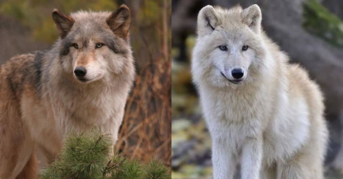 Les 7 plus grands loups du monde : principales caractéristiques et aires de répartition