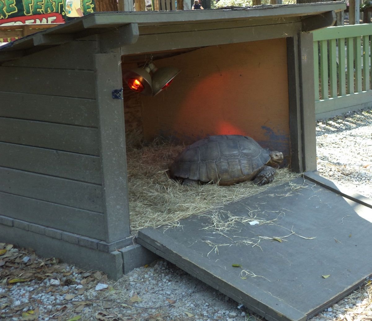 Une tortue de compagnie ?  Tortue sulcata comme animal de compagnie