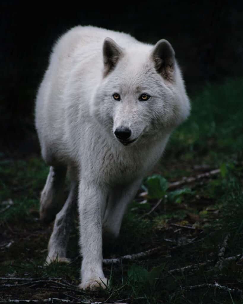 loups arctiques