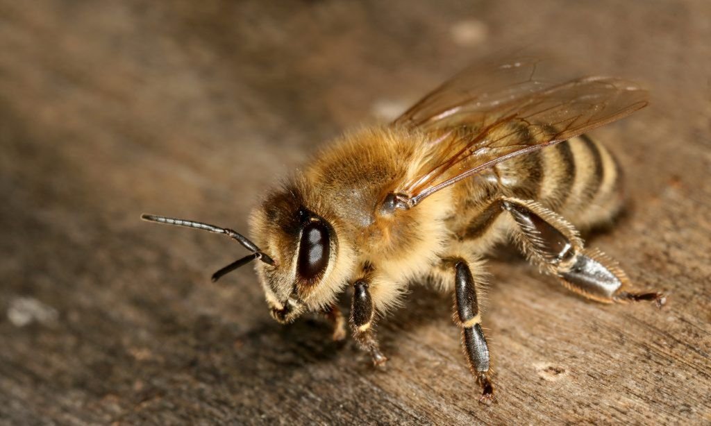 À propos des abeilles terrestres