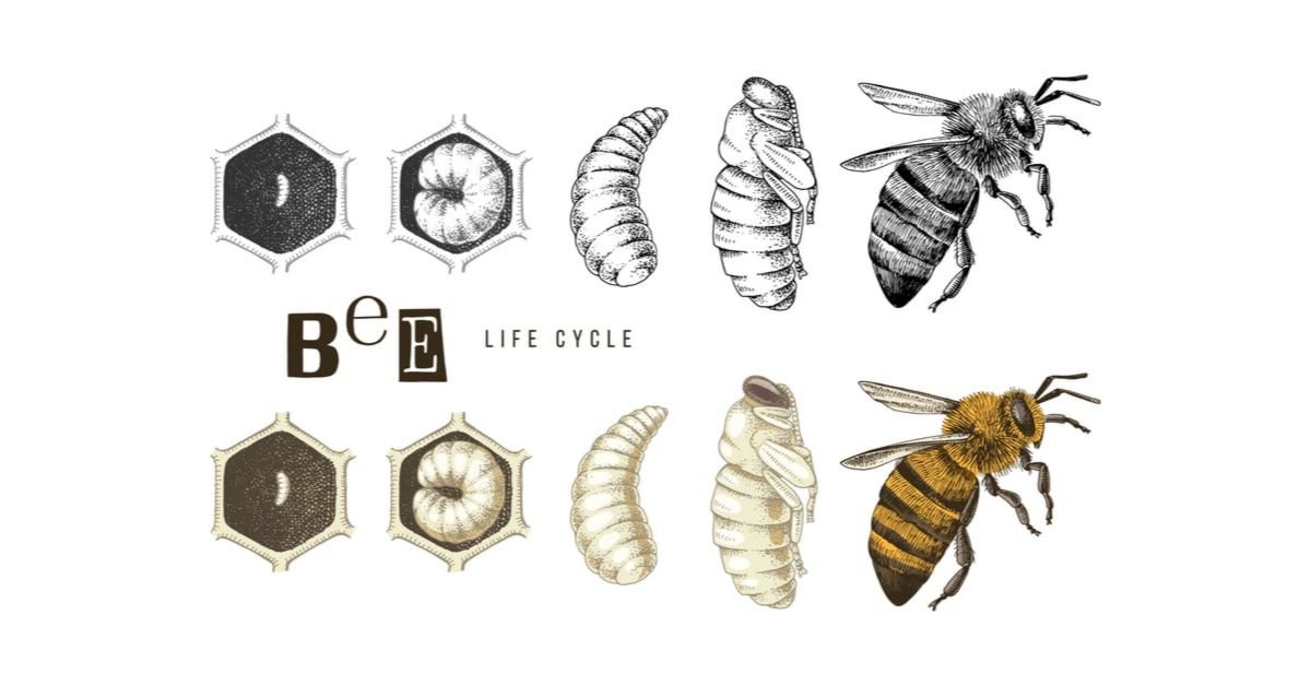 Le cycle de vie des abeilles