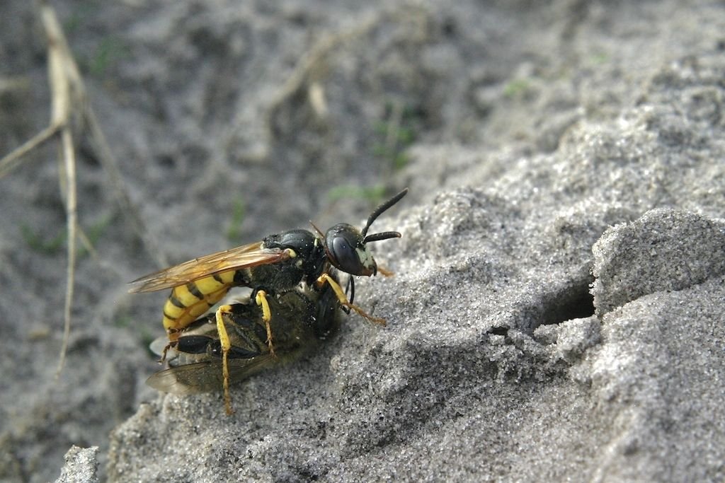 Est-ce une abeille ?