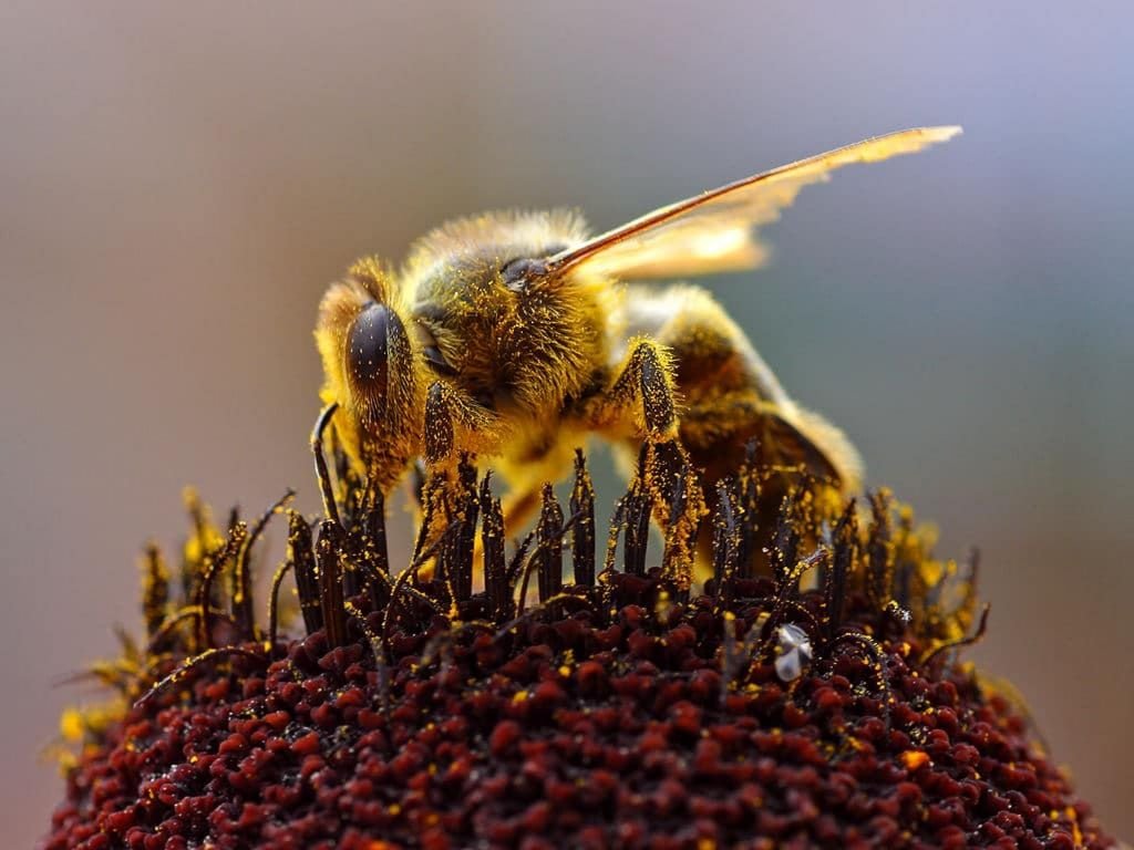 À propos des abeilles mellifères